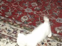 Dişi Erkek Yavru Kediler