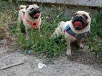 Ücretsiz pug