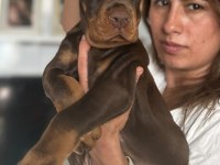 Europan üst düzey doberman yavrular