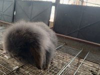 Hollanda teddy lop tavşanı