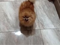 ORJİNAL YURT DIŞINDAN POMERANİAN BOO