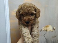 Sevimli maltipoo