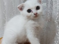 SCOTTİSH FOLD KARTOPU
