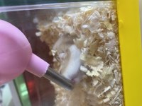 Hamster 5 adet