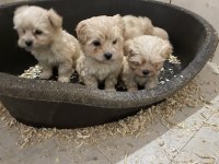 (SDK) çiftlikten sıfır numara maltese terrierler