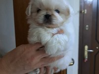Pekinez köpeğimizi sahiplendirme