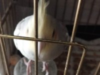Sultan papağanı 6 aylık erkek