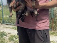 Koyu Maskeli A Kalite Malinois Yavrular