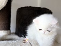 Erkek odd eyes kedimiz bilgi için arayın