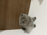 Mükemmel huylu Scottish fold
