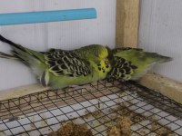 Yavru Show Jumbo Muhabbet Kuşu Bebekler
