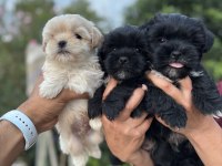 Teacup Morkie bebekler