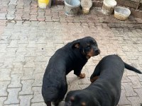 Rottweiler erkek baba oğul