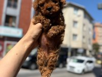 Mağazamızdan Red Brown Toy Poodle