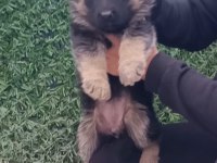 SAFKAN GENÇ ERKEK ALMAN ÇOBAN KÖPEĞİ