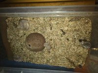 Yavru Gonzales hamster