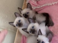 3 Aylık Kırık Kuyruk Siyam Kedisi