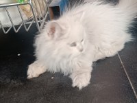 British longhair