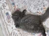 Nazlı scottish fold kızımız ömürlük yuvasını bekliyor