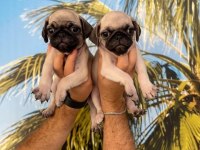 PUG MOPS YAVRULAR HAZIRDIR