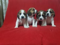 A Klass Beagle Yavrularımız.