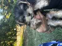 Orjinal güzeller güzeli teacup yorkshire terrier