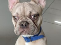 1 yaşında escobar egzotik silver fawn french bulldog