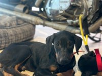 Sahiplendirme doberman