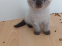 Minik british shorthair patiler