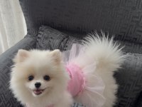Pomeranian boo köpeği
