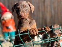 kahverengi doberman bebekleri