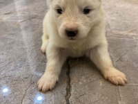 SAFKAN SAMOYED YAVRULARI KARTOPU