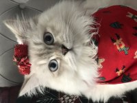 Erkek kedi arıyoruz