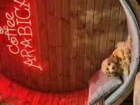 Toy Poodle 4 Aylık