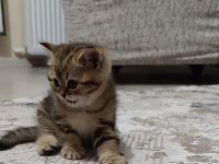 Uygun puanlı british golden tabby 50 günlük british longhair