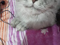 British longhair kızımıza eş arıyoruz