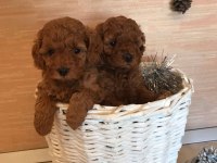 EFSANE TOY POODLE YAVRULARI