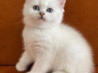 ANTALYA BRİTİSH SHORTHAİR KEDİLERİMİZ