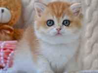 Güzellik timsali golden british shorthair