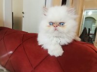 SAFKAN İRAN KEDİSİ 60 GÜNLÜKLER
