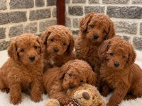 Poodle minikler yeni yuvalarına hazırlar
