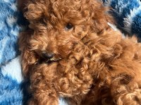 Bazı Nedenlerden Dolayı Köpeğimi Vermek Zorundayım