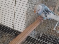 5 AYLIK EŞE HAZIR GENÇ DAMIZLIK DİŞİ MUHABBET KUŞU