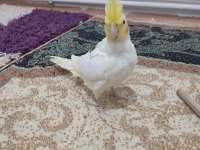 2 yaşında hazır sultan papağanı takım yuvalık kafes yemlik