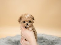 Maltipoo yavrularımız