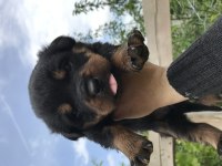 Dişi yavrular rottweiler