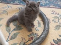 50 günlük british shorthair