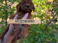 Orijinal Toy Poodle