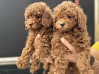 Yasal işletmeden ziyarete açık safkan toy poodle