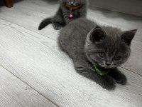 45 günlük erkek british shorthair kedisi